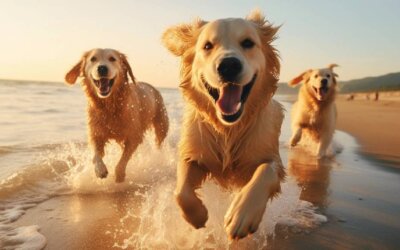 dog friendly beaches in LA